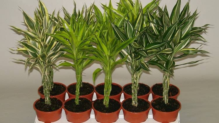 Комнатное растение бамбук - разновидности с фото