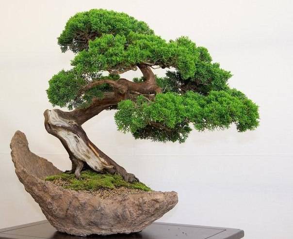 Бонсай – это миниатюрная копия любого природного дерева