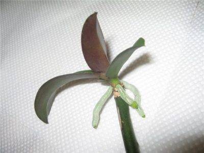 Как вырастить орхидею из цветоноса