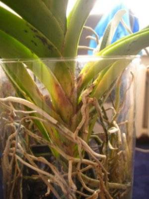 Орхидея ванда уход в домашних условиях