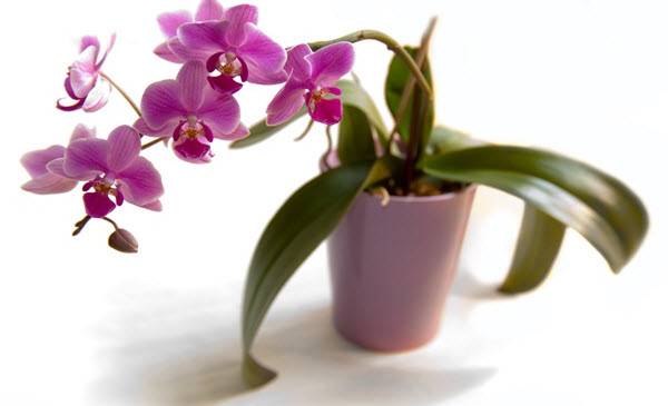 Посадка орхидеи дома