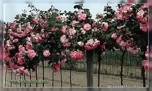 выращивание штамбовых роз