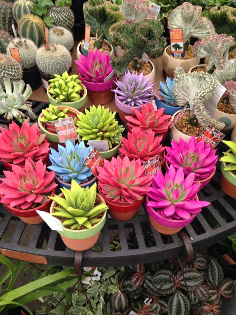 кактусы, разноцветные кактусы, яркий интерьер