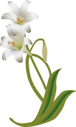 Лилия растение