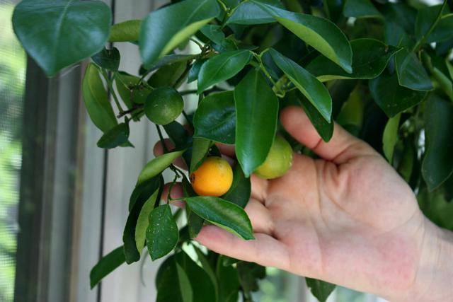 Лимон дерево уход в домашних условиях