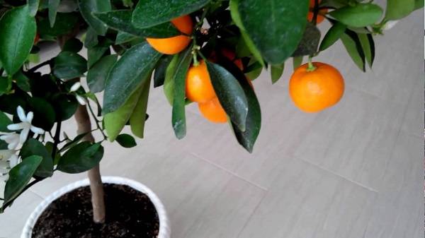Как поливать мандариновое дерево в домашних условиях