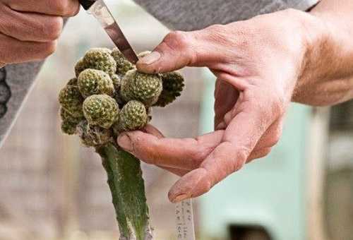 Как правильно посадить кактус в горшок