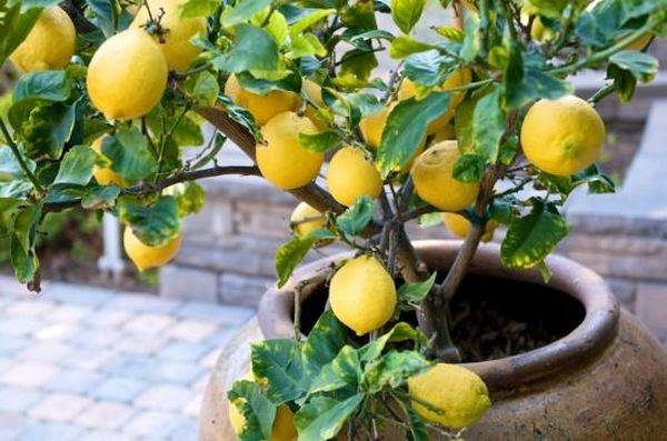 Формирование лимона