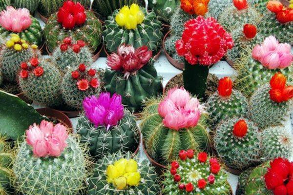 разнообразие кактусов