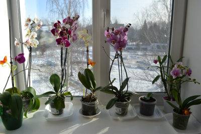 Можно ли держать дома орхидею