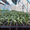 Выращивание огурцов: когда сеять рассаду для теплицы и парника.