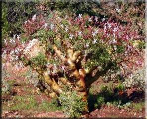 Герань пушистолистная (Pelargonium crithmifolium)