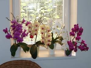 Инструкции для выращивания орхидей Фаленопсис в домашних условиях