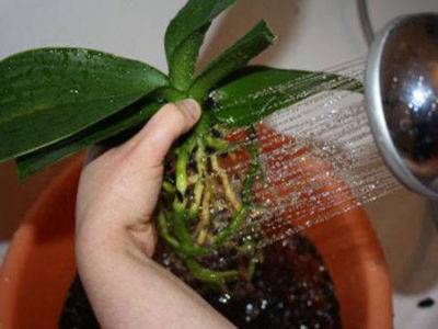 Реанимация орхидеи без листьев