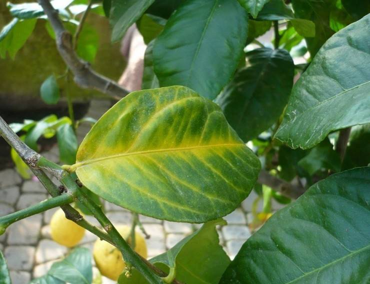 Основные причины, вызывающие пожелтение листьев у лимона