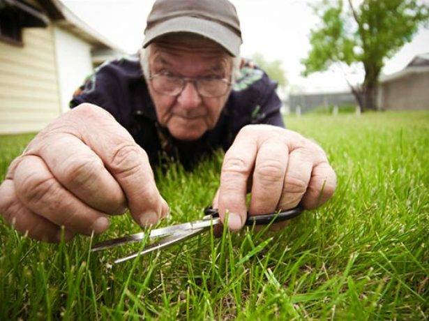 Как правильно посеять газонную траву своими руками