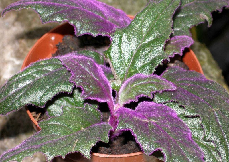 Растение с фиолетовыми листьями