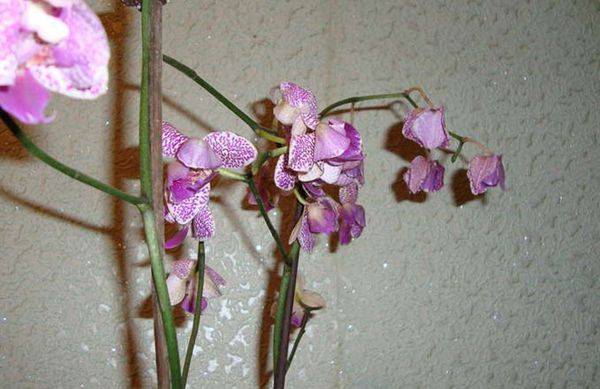 Почему орхидея сбрасывает цветы