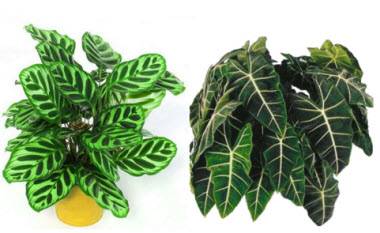 Домашнее растение с большими зелеными листьями