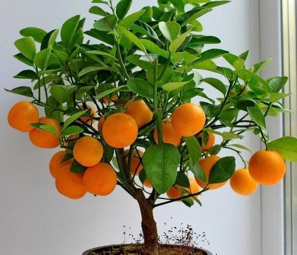 Как выглядит мандариновое дерево