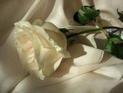 Белые розы: к чему дарят