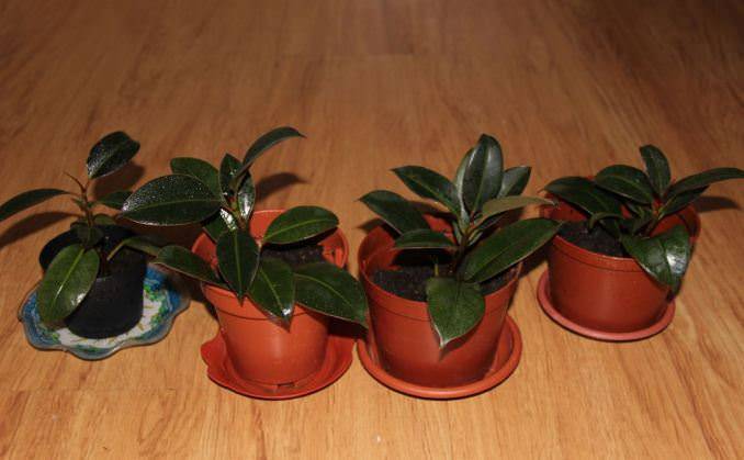 В комнатных условиях выращиваются наиболее часто именно молодые растения фикуса «Мелани»