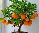 комнатный апельсин
