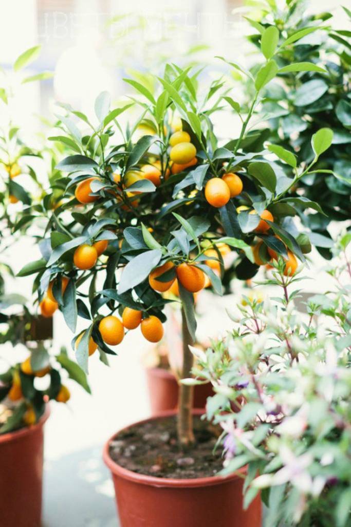 апельсиновое дерево фото