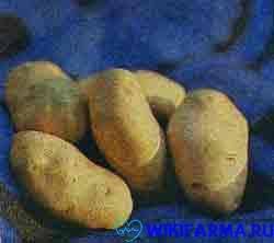 Картофель, или паслен клубненосный
