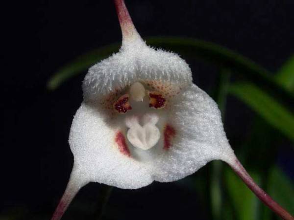 Орхидея обезьянья мордочка