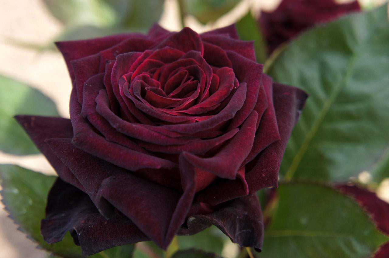 лучшие сорта черных роз