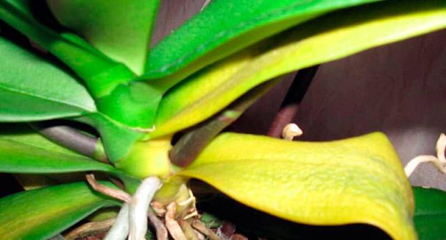 почему у орхидеи желтеет стебель