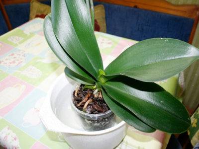 Почему у орхидеи чернеют листья