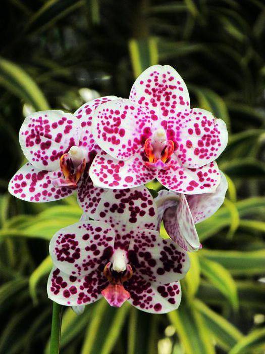 мини орхидеи феланопсис