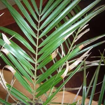 Почему желтеют и сохнут кончики листьев у финиковой пальмы, что делать в этом случае
