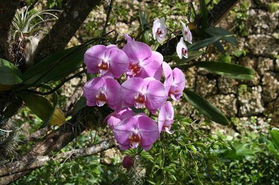 горшки для орхидей какие должны быть