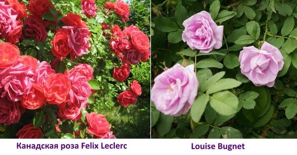 Канадская роза Felix Leclerc фото