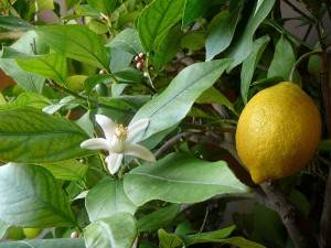 Размножение лимона черенками в домашних условиях