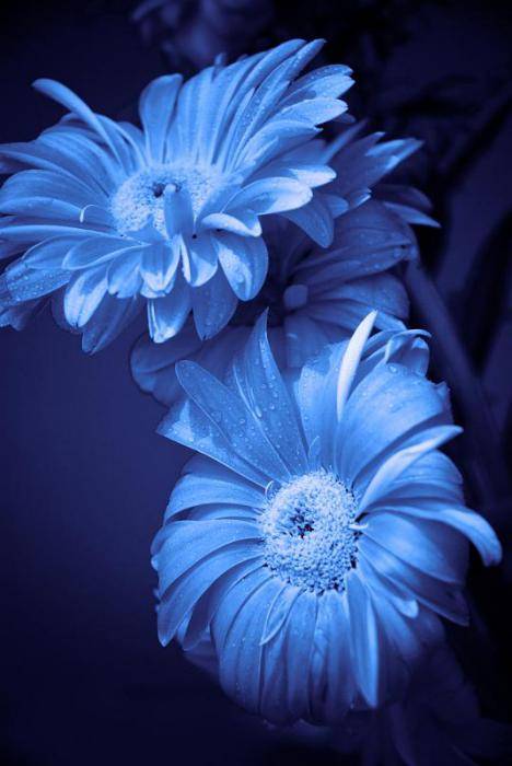 Ярко голубые цветы