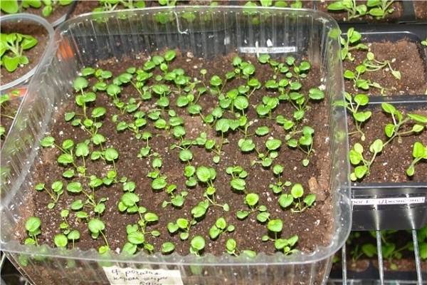 Для выращивания рассады петунии из семян удобно использовать небольшие пластиковые теплички с прозрачной крышкой, которые помещаются на подоконнике