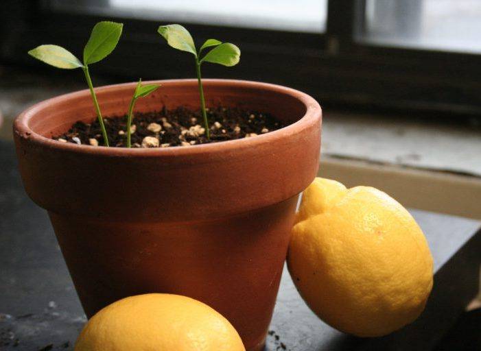 как вырастить лимонное дерево из косточки