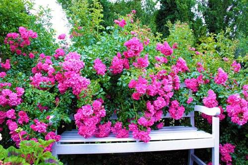 Красивые розы в саду около скамейки