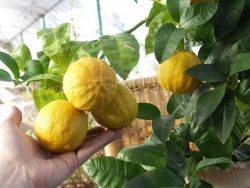 почему лимон сбрасывает листья