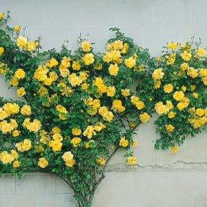 Роза Golden Showers формирует красивый густооблиственный куст и хорошо подходит для вертикального озеленения.