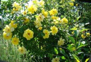 Цветки розы Golden Showers могут выгорать, создавая двух- или трёхцветный эффект окраски куста.