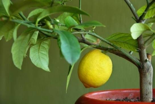 Вырастить лимон из косточки в домашних условиях