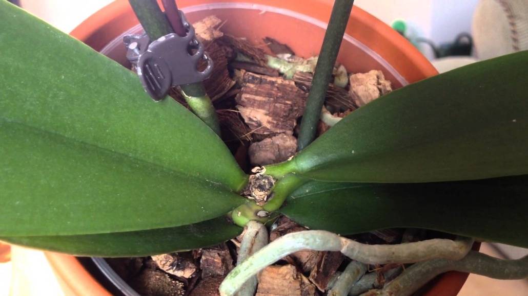 Орхидея без корней