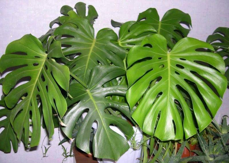 Monstéra — крупное тропическое растение, которое выглядит как лиана и относится к семейству Ароидные