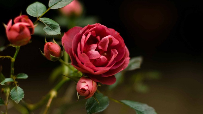 Как вырастить розу из срезанной ветви