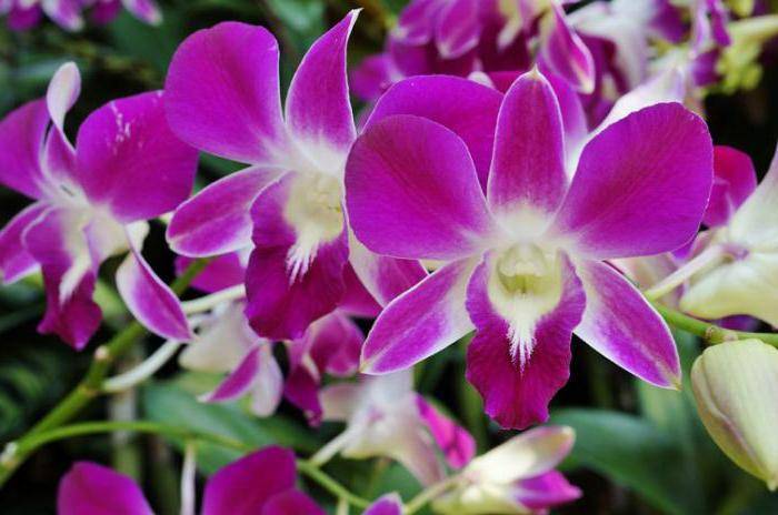 сгнившие корни у орхидеи